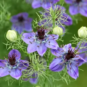 Midnight Nigella Seeds - 100 Count Deep Blue-Black Love-in-a-Mist Flowers - Image 2