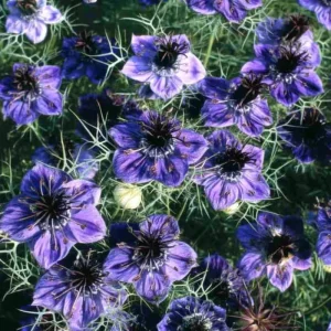 Midnight Nigella Seeds - 100 Count Deep Blue-Black Love-in-a-Mist Flowers - Image 3