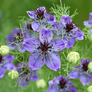 Midnight Nigella Seeds - 100 Count Deep Blue-Black Love-in-a-Mist Flowers - Image 4