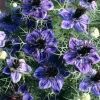 Midnight Nigella Seeds - 100 Count Deep Blue-Black Love-in-a-Mist Flowers - Image 1