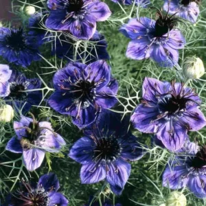 Midnight Nigella Seeds - 100 Count Deep Blue-Black Love-in-a-Mist Flowers - Image 1