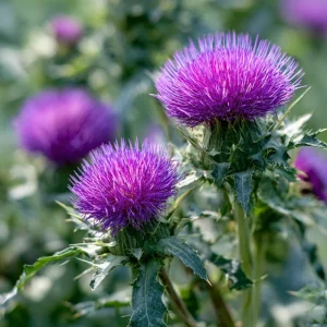 Milk Thistle Seeds - 30 Heirloom Medicinal & Culinary Herb Seeds - Image 1