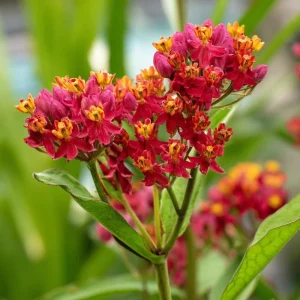 Milkweed Blood Flower Seeds - 50 Seeds, Vibrant Red Blooms, Pollinator Friendly - Image 2