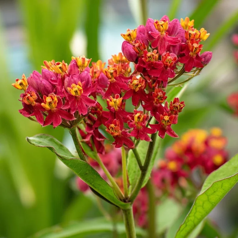 Milkweed Blood Flower Seeds - 50 Seeds, Vibrant Red Blooms, Pollinator Friendly - Image 2