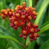 Milkweed Blood Flower Seeds - 50 Seeds, Vibrant Red Blooms, Pollinator Friendly - Image 1