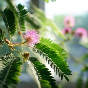 Mimosa Pudica Seeds – Sensitive Touch-Me-Not Plant Seeds – 20 Count - Image 2