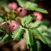 Mimosa Pudica Seeds – Sensitive Touch-Me-Not Plant Seeds – 20 Count - Image 1