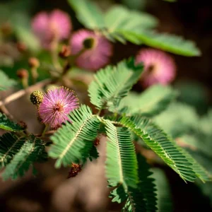 Mimosa Pudica Seeds – Sensitive Touch-Me-Not Plant Seeds – 20 Count - Image 1
