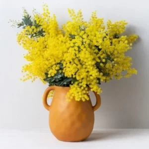 Mimosa Wattle Live Plant - Acacia baileyana, Yellow Flowers, 3-5 Inch Tall, 4 Inch Pot, Outdoor - Image 1