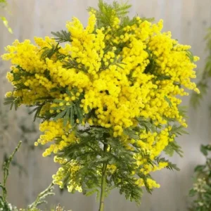 Mimosa Wattle Live Plant - Acacia baileyana, Yellow Flowers, 3-5 Inch Tall, 4 Inch Pot, Outdoor - Image 2