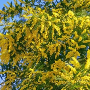 Mimosa Wattle Live Plant - Acacia baileyana, Yellow Flowers, 3-5 Inch Tall, 4 Inch Pot, Outdoor - Image 3