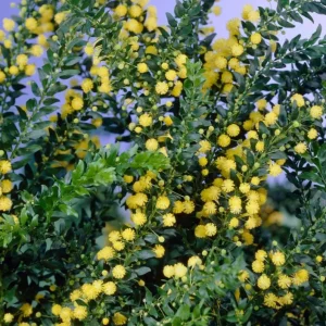 Mimosa Wattle Live Plant - Acacia baileyana, Yellow Flowers, 3-5 Inch Tall, 4 Inch Pot, Outdoor - Image 4
