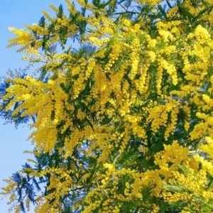 Mimosa Wattle Live Plant - Acacia baileyana, Yellow Flowers, 3-5 Inch Tall, 4 Inch Pot, Outdoor - Image 5