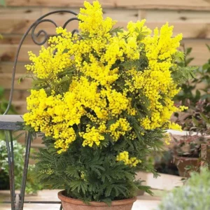 Mimosa Wattle Live Plant - Acacia baileyana, Yellow Flowers, 3-5 Inch Tall, 4 Inch Pot, Outdoor - Image 6