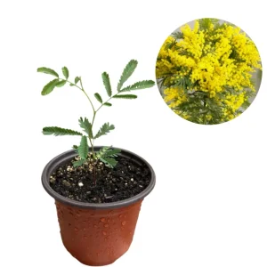 Mimosa Wattle Live Plant - Acacia baileyana, Yellow Flowers, 3-5 Inch Tall, 4 Inch Pot, Outdoor - Image 7