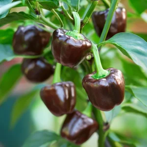 Mini Chocolate Sweet Bell Pepper Seeds - 20 Count, High-Yield, Compact - Image 3