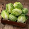 Mini Napa Cabbage Seeds – 50 Count – Compact Chinese Cabbage for Containers - Image 1