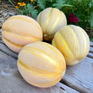 Minnesota Midget Melon Seeds - 25 Seeds for Sweet Home Garden Melons - Image 2