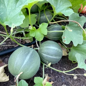 Minnesota Midget Melon Seeds - 25 Seeds for Sweet Home Garden Melons - Image 3