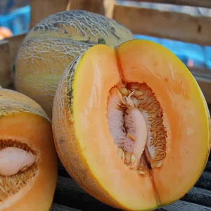 Minnesota Midget Melon Seeds - 25 Seeds for Sweet Home Garden Melons - Image 1