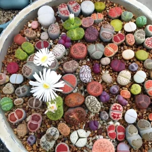 Mixed Lithops Seeds - Living Stone Succulents - 50 Seeds - Drought Tolerant - Image 2