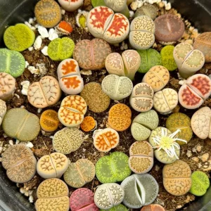 Mixed Lithops Seeds - Living Stone Succulents - 50 Seeds - Drought Tolerant - Image 4