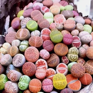Mixed Lithops Seeds - Living Stone Succulents - 50 Seeds - Drought Tolerant - Image 1