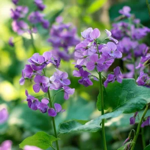 Money Plant Seeds – Lunaria Biennis Silver Dollar Plant – 50 Seeds – Biennial - Image 2