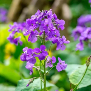 Money Plant Seeds – Lunaria Biennis Silver Dollar Plant – 50 Seeds – Biennial - Image 5