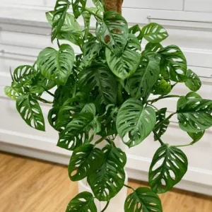 Monstera Adansonii Live Plant - 2 Swiss Cheese Vine Plants in 4 Inch Pot, Indoor - Image 2