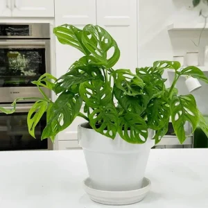 Monstera Adansonii Live Plant - 2 Swiss Cheese Vine Plants in 4 Inch Pot, Indoor - Image 3
