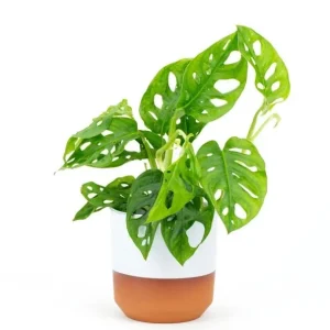 Monstera Adansonii Live Plant - 2 Swiss Cheese Vine Plants in 4 Inch Pot, Indoor - Image 4