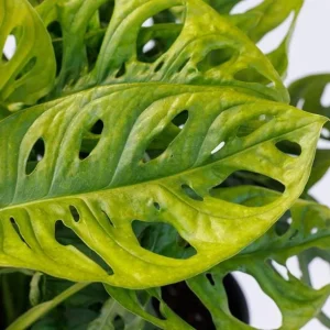Monstera Adansonii Live Plant - 2 Swiss Cheese Vine Plants in 4 Inch Pot, Indoor - Image 5