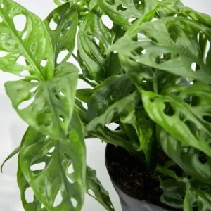 Monstera Adansonii Live Plant - 2 Swiss Cheese Vine Plants in 4 Inch Pot, Indoor - Image 7