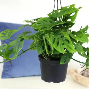 Monstera Adansonii Live Plant - 2 Swiss Cheese Vine Plants in 4 Inch Pot, Indoor - Image 8