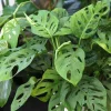Monstera Adansonii Live Plant - 2 Swiss Cheese Vine Plants in 4 Inch Pot, Indoor - Image 1