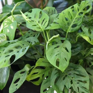Monstera Adansonii Live Plant - 2 Swiss Cheese Vine Plants in 4 Inch Pot, Indoor - Image 1