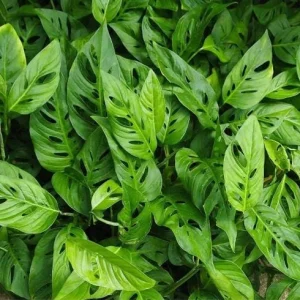 Monstera Adansonii Live Plant - 2 Swiss Cheese Vine Plants in 4 Inch Pot, Indoor - Image 9