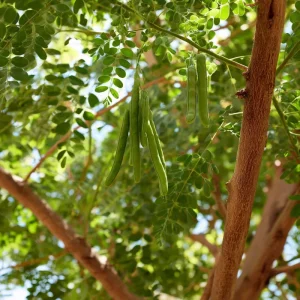 Moringa Seeds – 10 Pack – Superfood Tree Seeds – Edible & Nutritious - Image 3