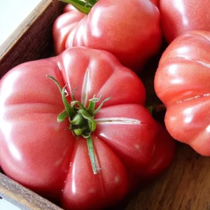 Mortgage Lifter Tomato Seeds - Heirloom Large Beefsteak - 30 Seeds for Planting - Image 2