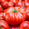 Mortgage Lifter Tomato Seeds - Heirloom Large Beefsteak - 30 Seeds for Planting - Image 1