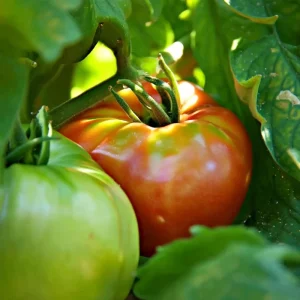 Mortgage Lifter Tomato Seeds - Heirloom Large Beefsteak - 30 Seeds for Planting - Image 3