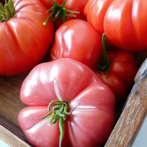 Mortgage Lifter Tomato Seeds - Heirloom Large Beefsteak - 30 Seeds for Planting - Image 4