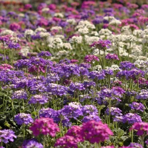 Moss Verbena Seeds - 400 Count - Verbena Tenuisecta Groundcover - Image 1