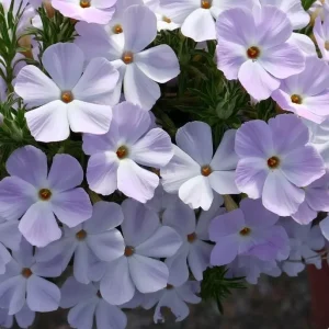 Mountain Phlox Seeds – Linanthus grandiflorus 500 Seeds – Hardy Low-Growing Blooms – Outdoor Annual - Image 2