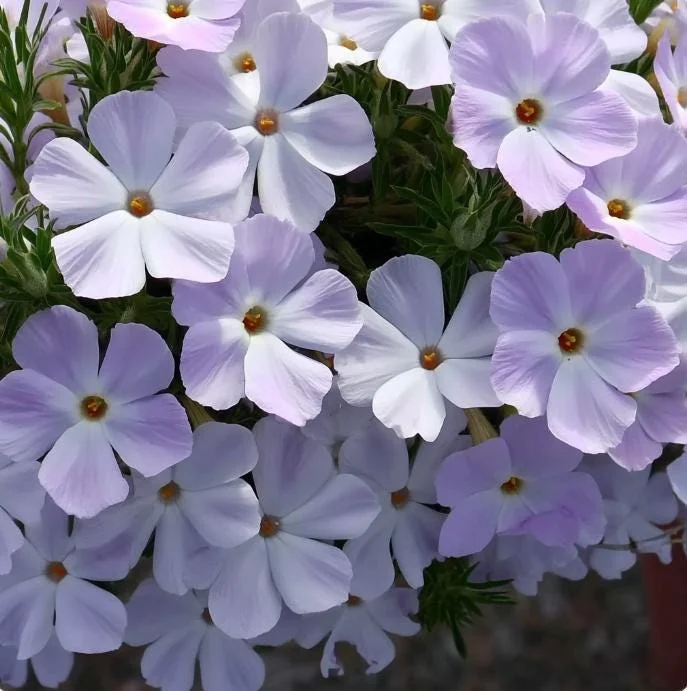 Mountain Phlox Seeds – Linanthus grandiflorus 500 Seeds – Hardy Low-Growing Blooms – Outdoor Annual - Image 2