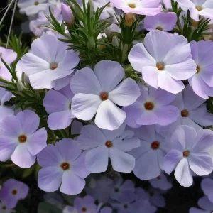 Mountain Phlox Seeds – Linanthus grandiflorus 500 Seeds – Hardy Low-Growing Blooms – Outdoor Annual - Image 3