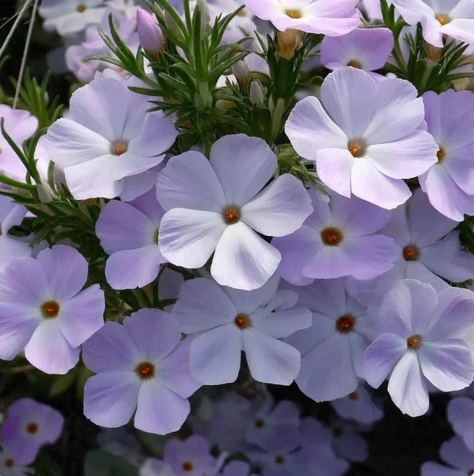 Mountain Phlox Seeds – Linanthus grandiflorus 500 Seeds – Hardy Low-Growing Blooms – Outdoor Annual - Image 3