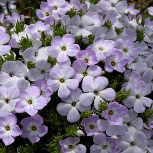 Mountain Phlox Seeds – Linanthus grandiflorus 500 Seeds – Hardy Low-Growing Blooms – Outdoor Annual - Image 4