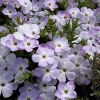 Mountain Phlox Seeds – Linanthus grandiflorus 500 Seeds – Hardy Low-Growing Blooms – Outdoor Annual - Image 1